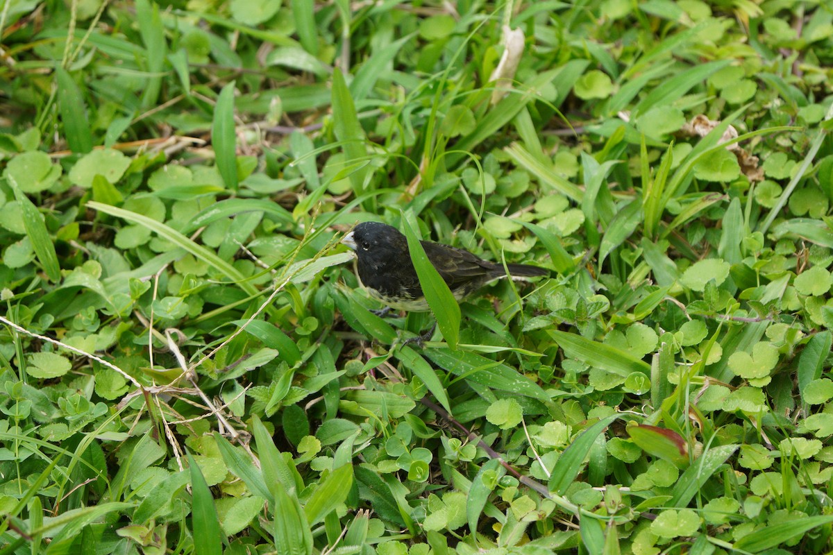 Yellow-bellied Seedeater - ML610695530