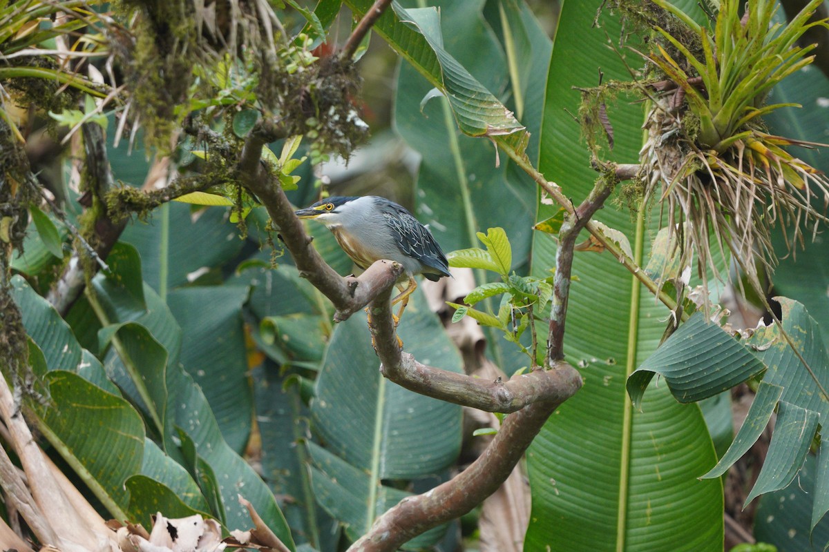 Striated Heron - ML610695546