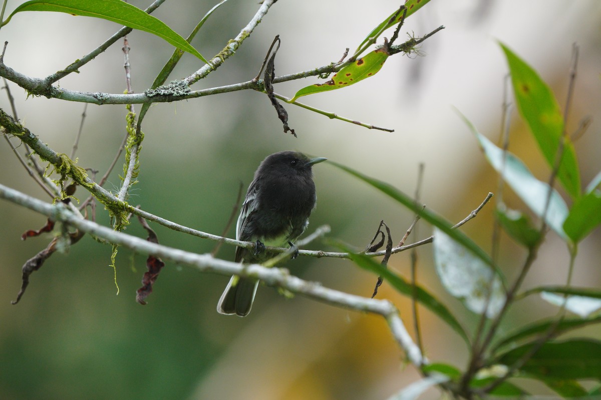 Black Phoebe - ML610695556