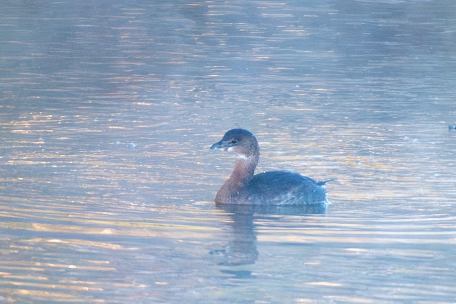 Pied-billed Grebe - ML610695557