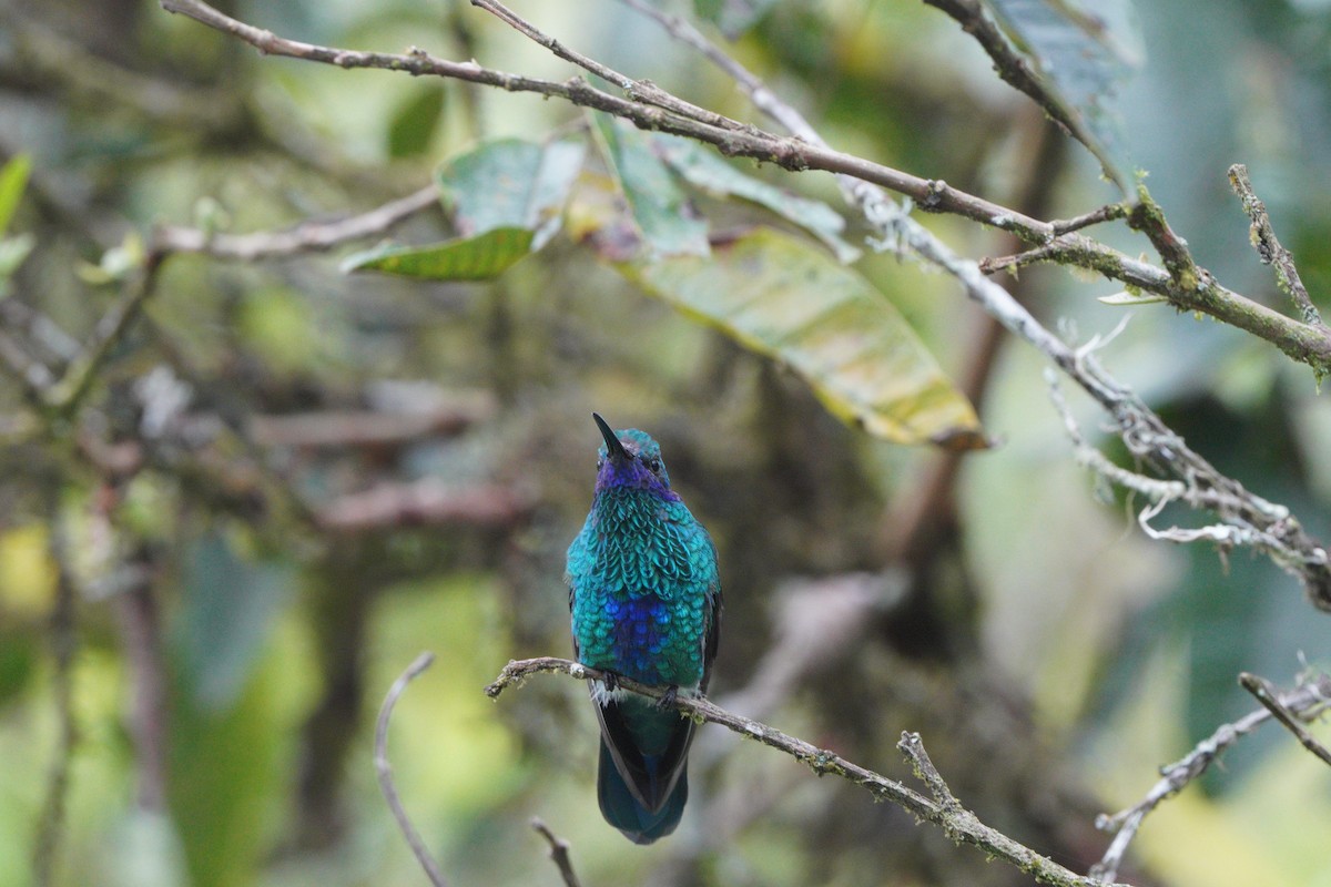 fiolørekolibri - ML610695592