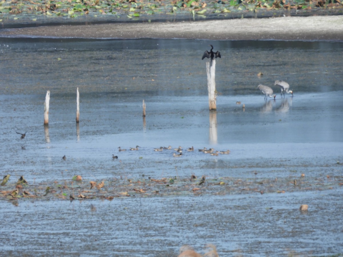 Northern Shoveler - ML610695699