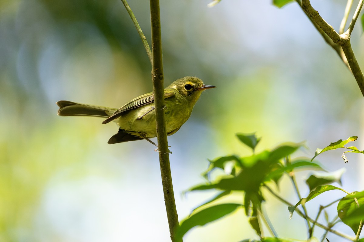 Oustalet's Tyrannulet - Tomaz Melo