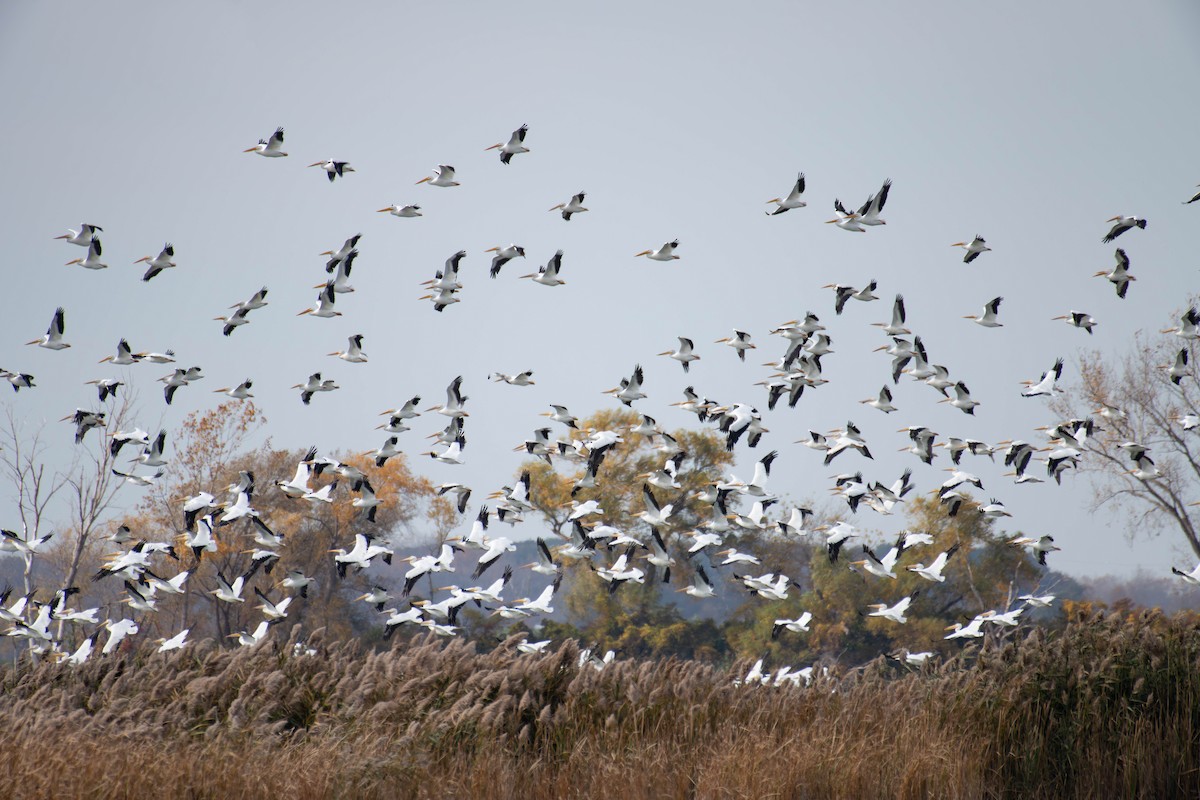 American White Pelican - ML610695740