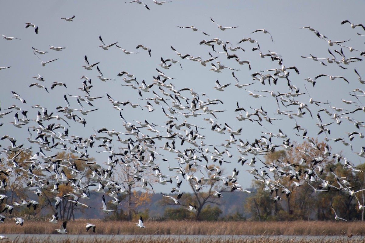American White Pelican - ML610695741