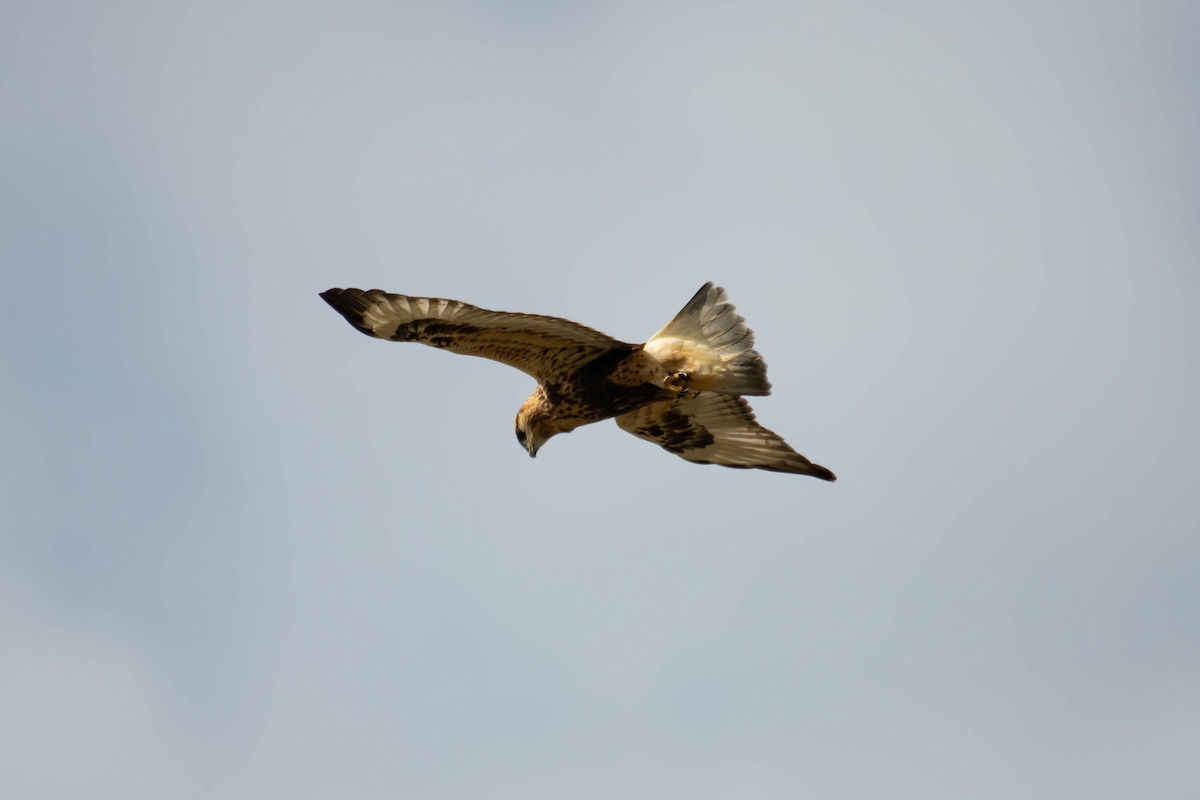 毛足鵟 - ML610695745