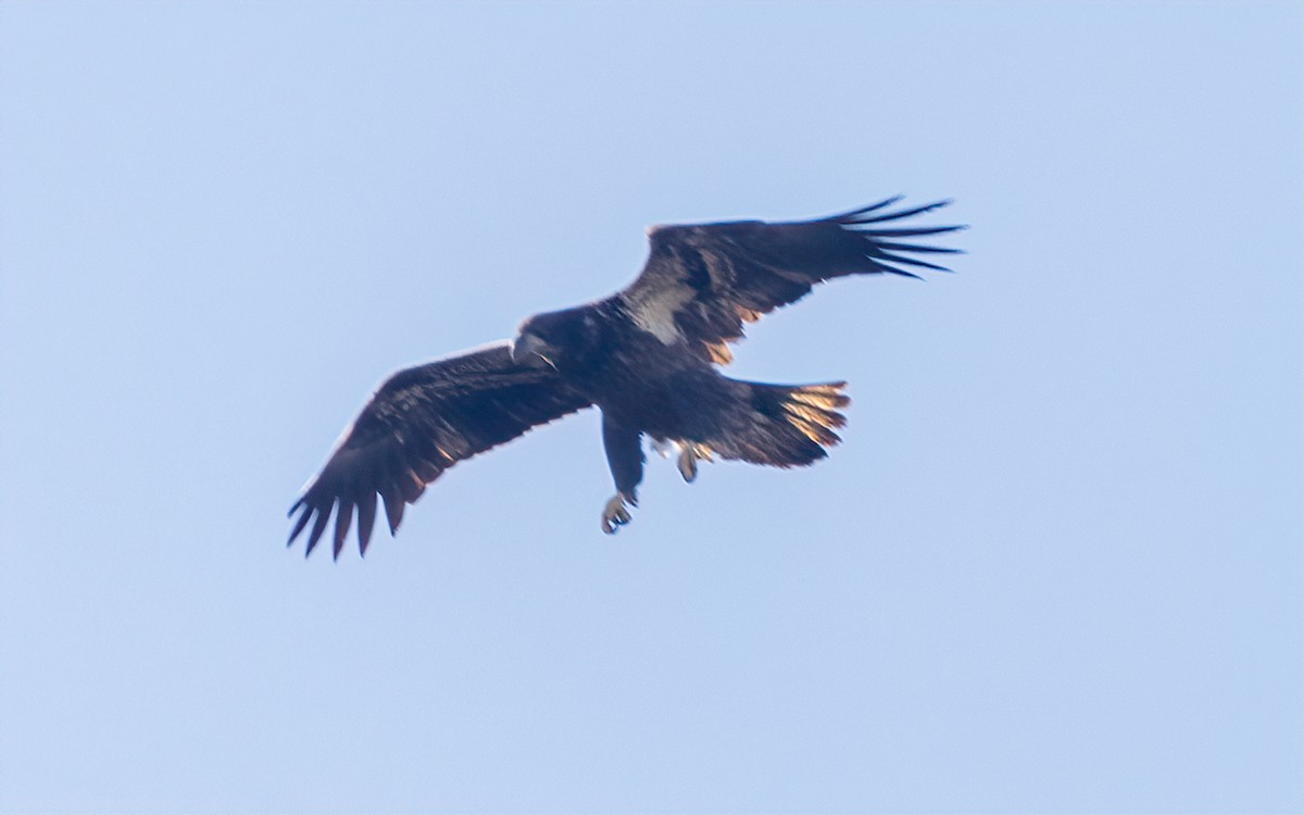 Bald Eagle - ML610695773