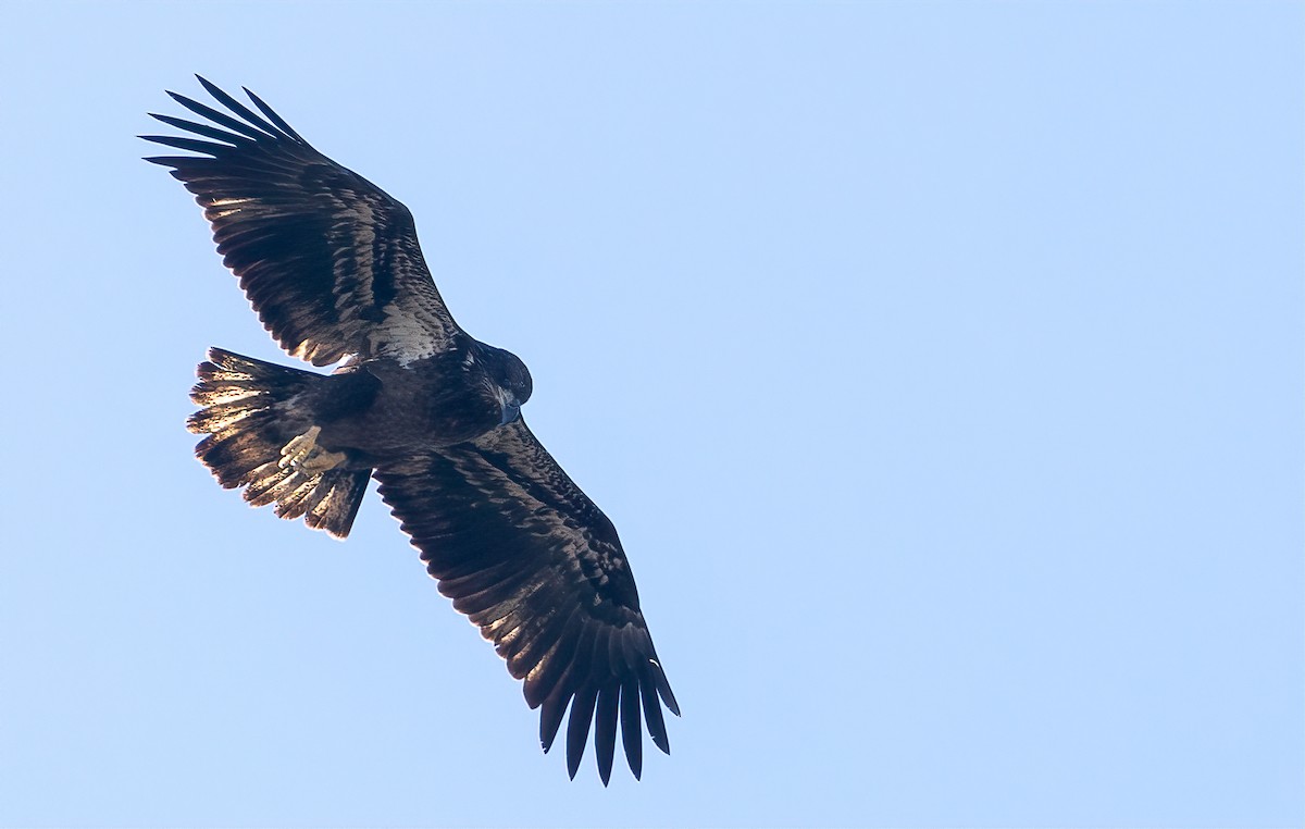 Bald Eagle - ML610695778