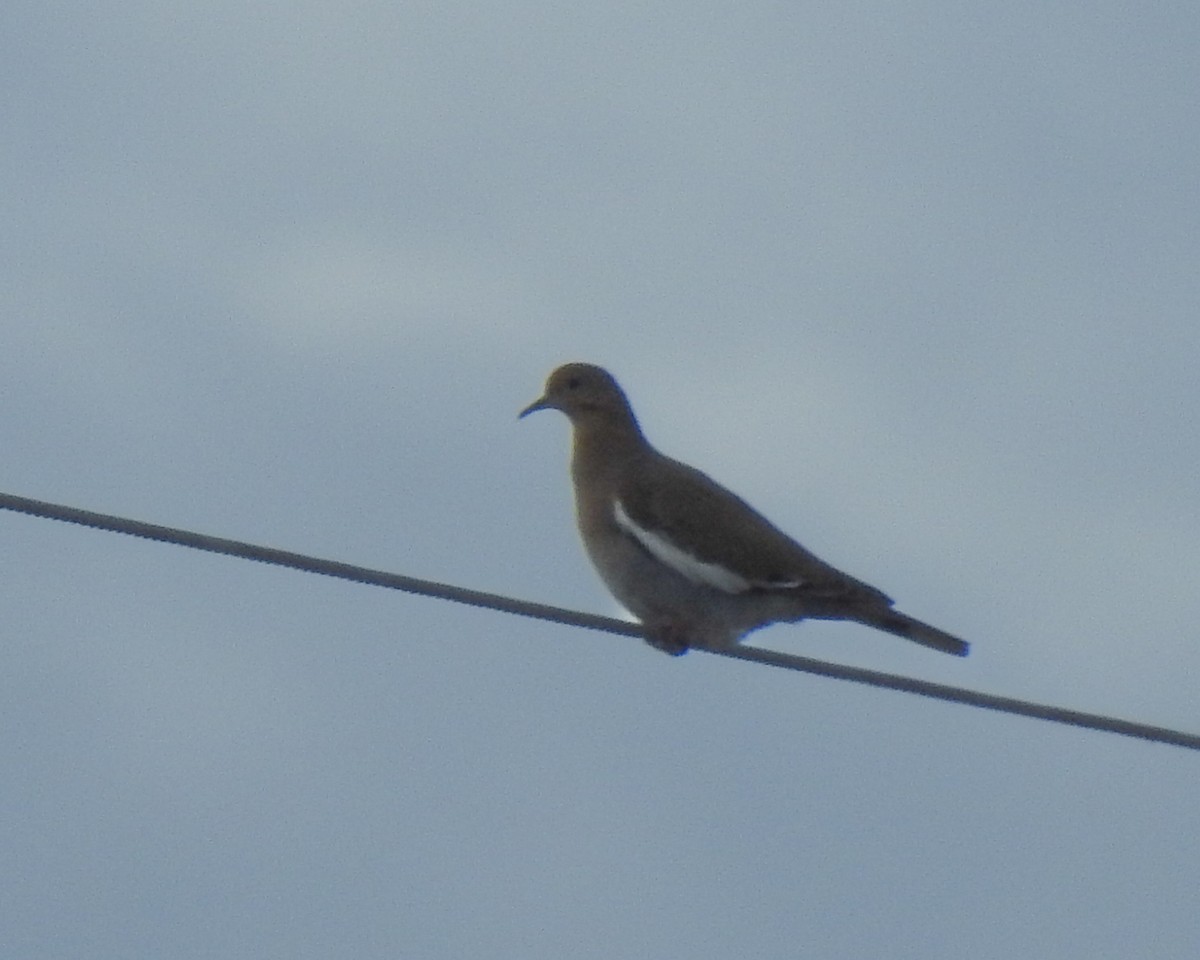 White-winged Dove - ML610695840