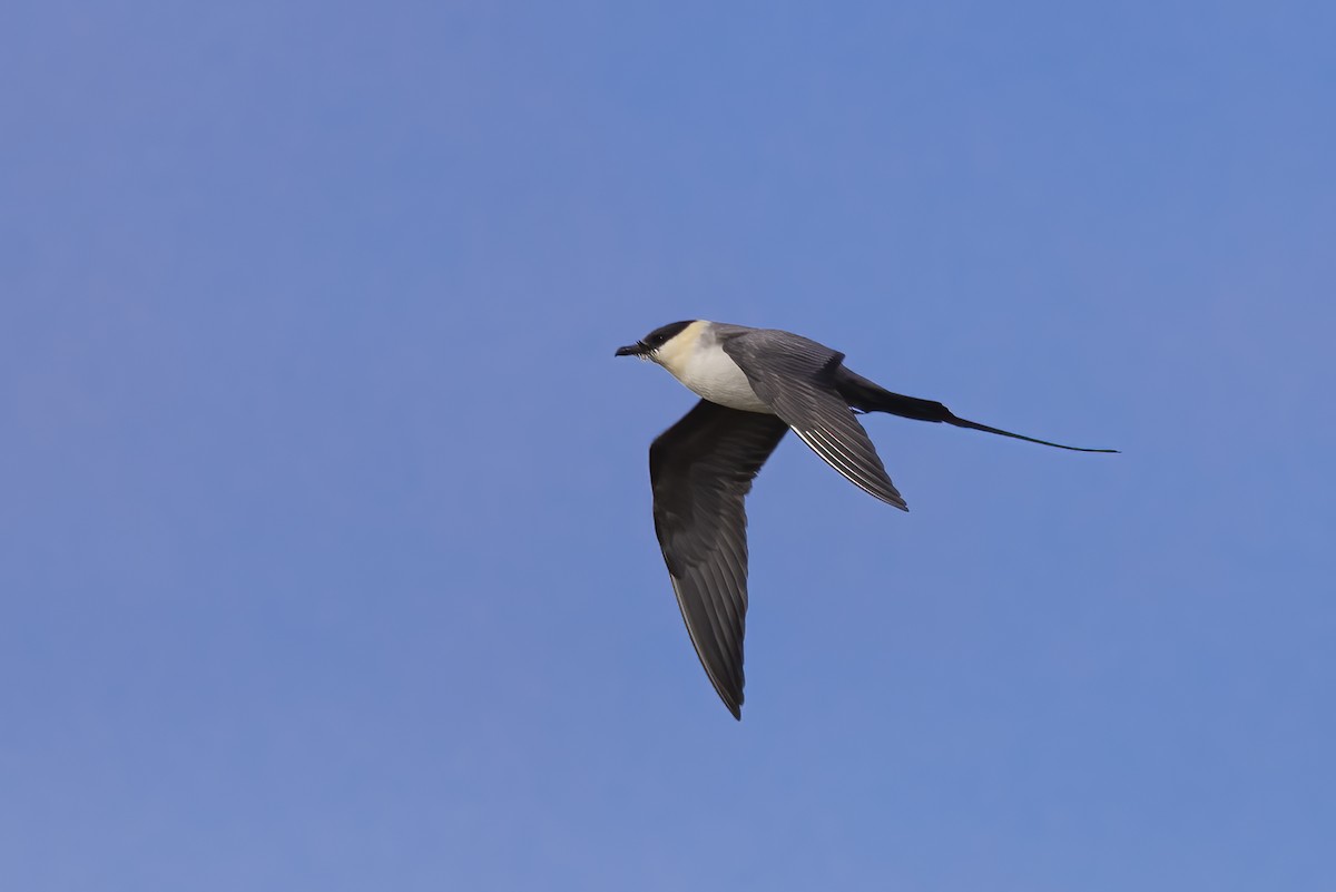 Long-tailed Jaeger - ML610695844