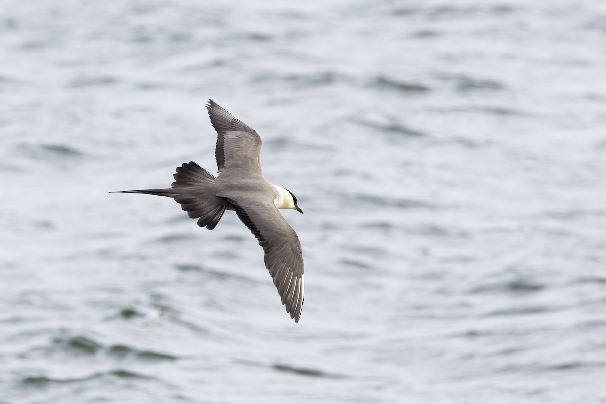 Long-tailed Jaeger - ML610695846