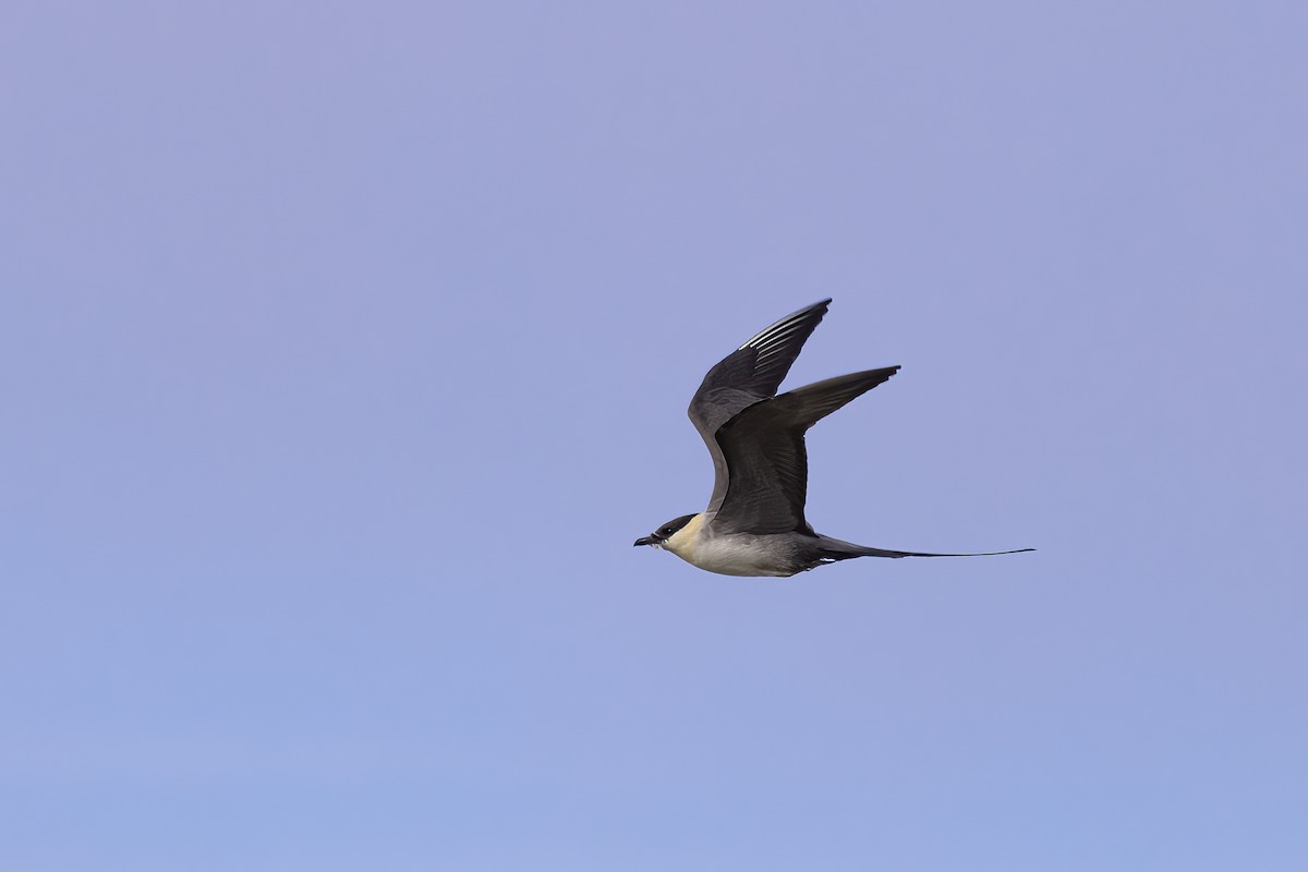 Long-tailed Jaeger - ML610695847