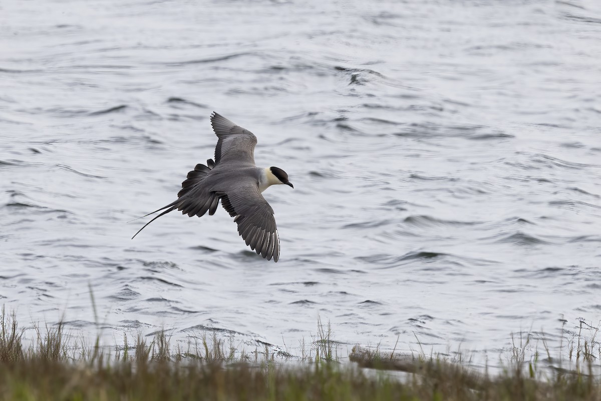 Long-tailed Jaeger - ML610695848