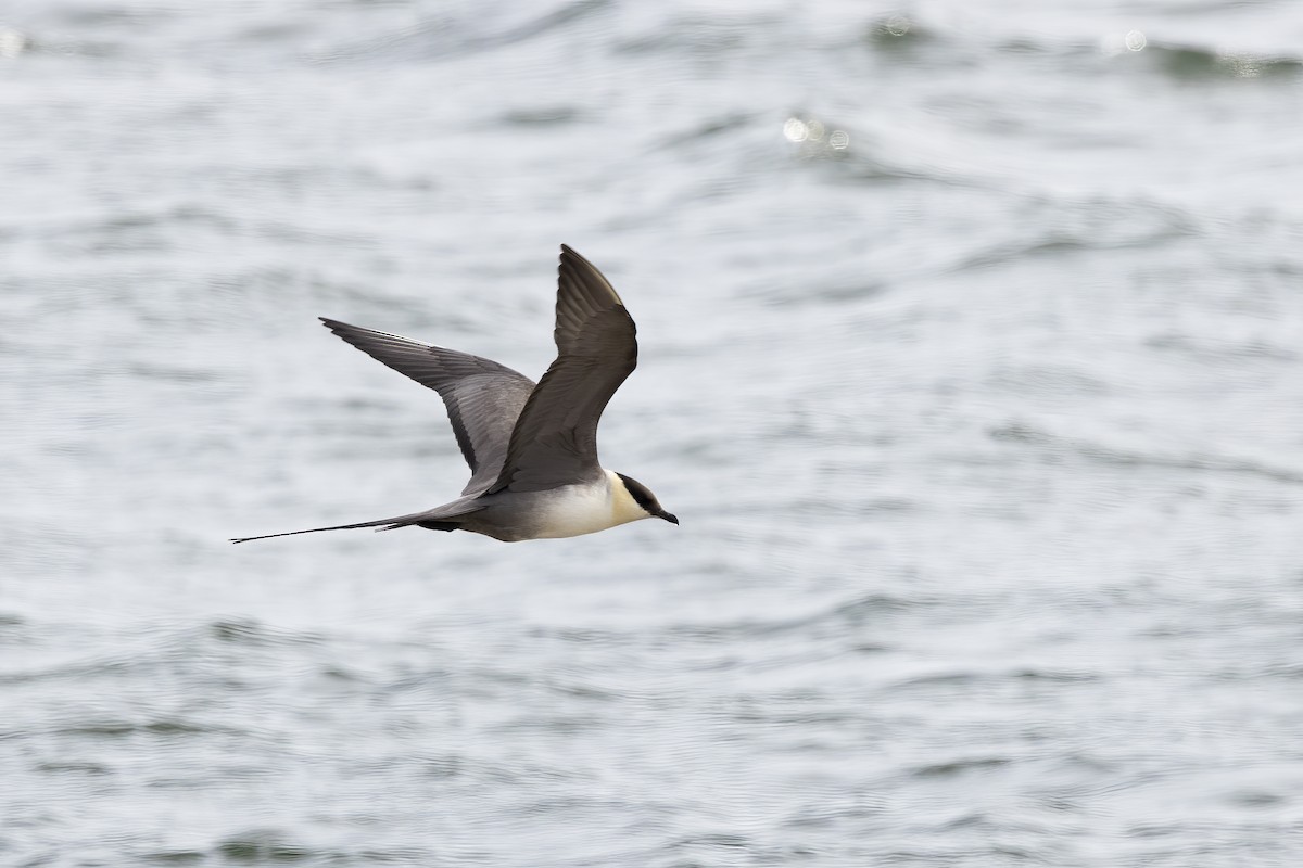 Long-tailed Jaeger - ML610695849