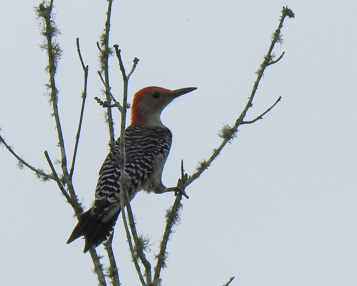 Red-bellied Woodpecker - ML610695859