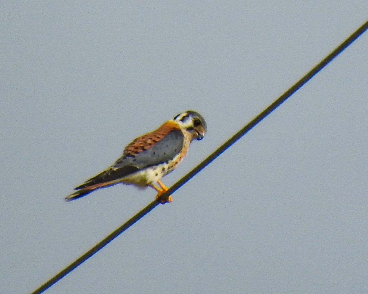 American Kestrel - ML610695877