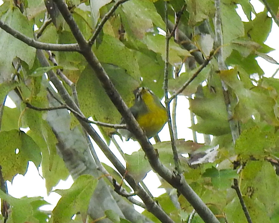 Northern Parula - ML610695884