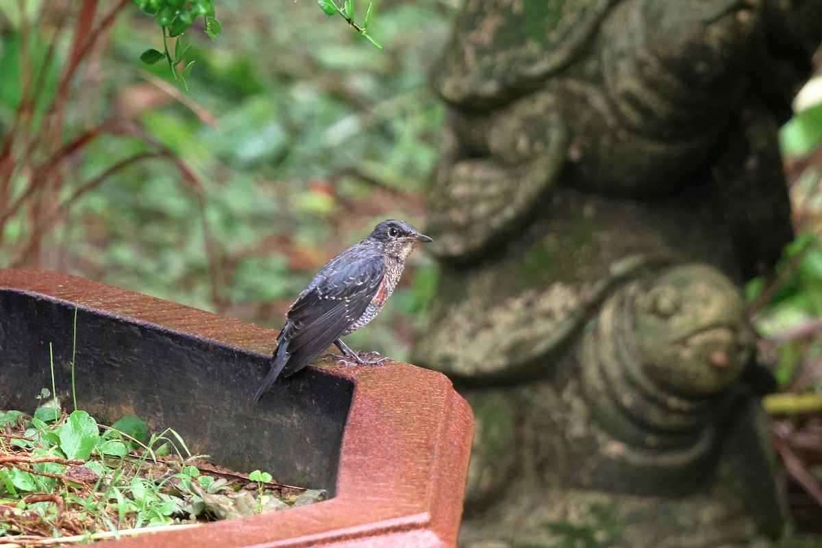 Blue Rock-Thrush (philippensis) - ML610695886