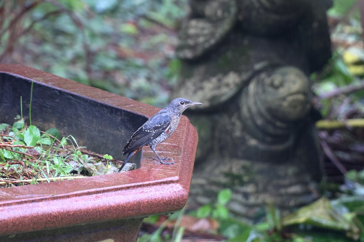 Blue Rock-Thrush (philippensis) - ML610695887