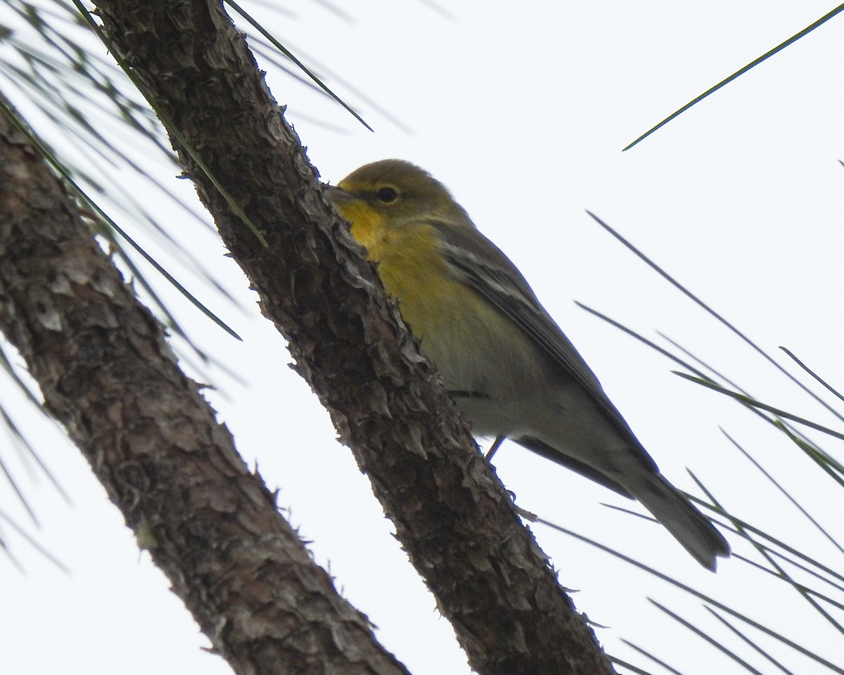 Pine Warbler - Betsy McCully