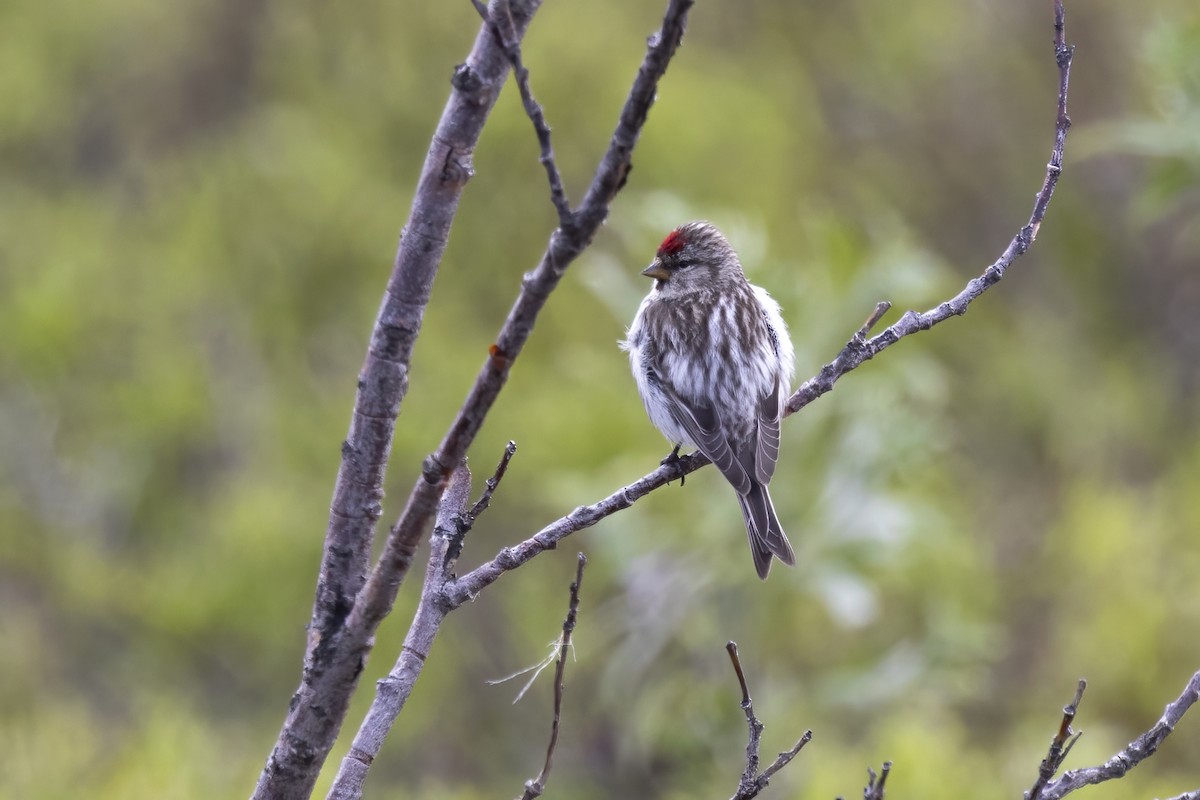 Common Redpoll - ML610695890