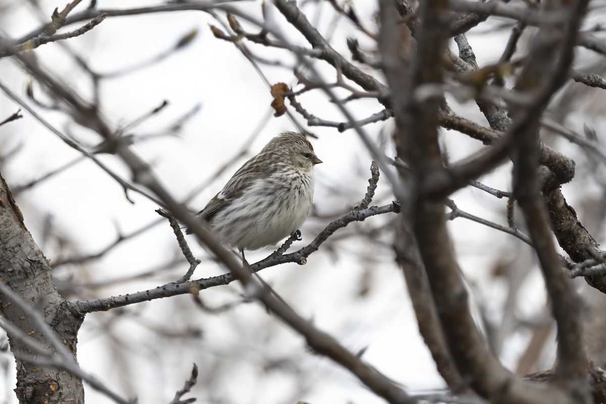 Hoary Redpoll - ML610695926