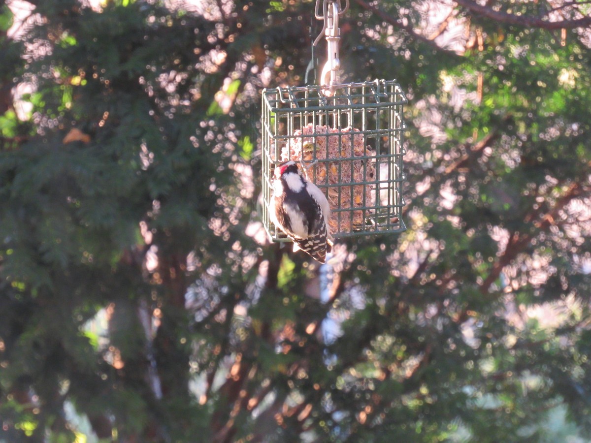 Downy Woodpecker - ML610695966