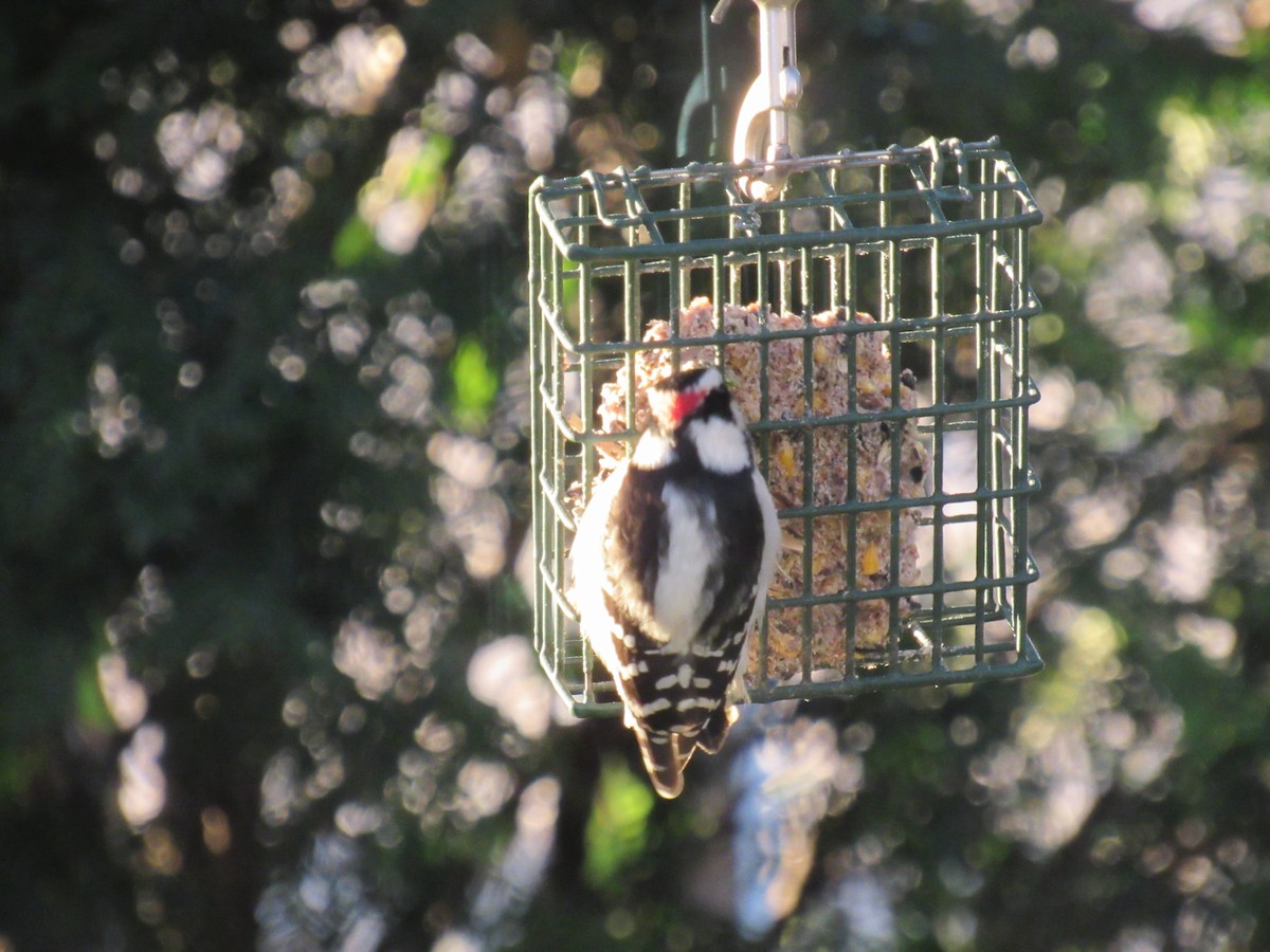 Downy Woodpecker - ML610695967