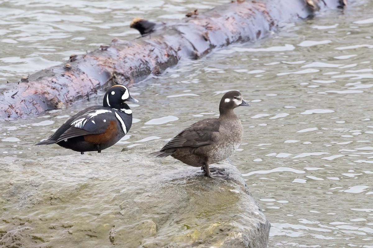 Harlequin Duck - ML610695974