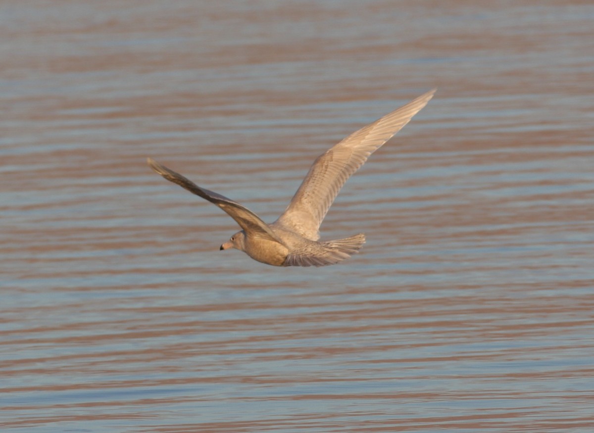 Glaucous Gull - David Vander Pluym