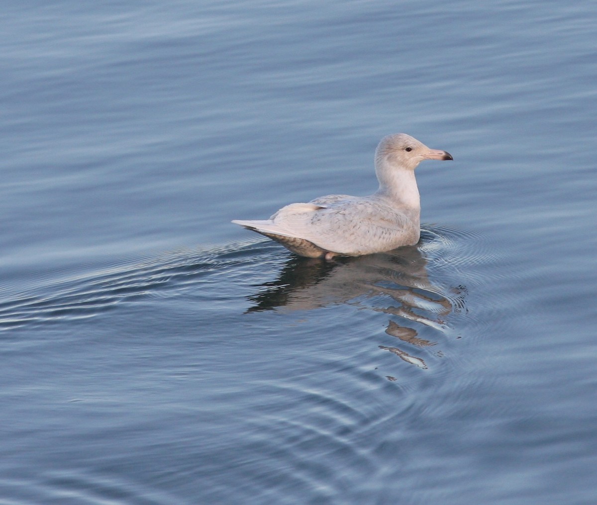 Glaucous Gull - David Vander Pluym