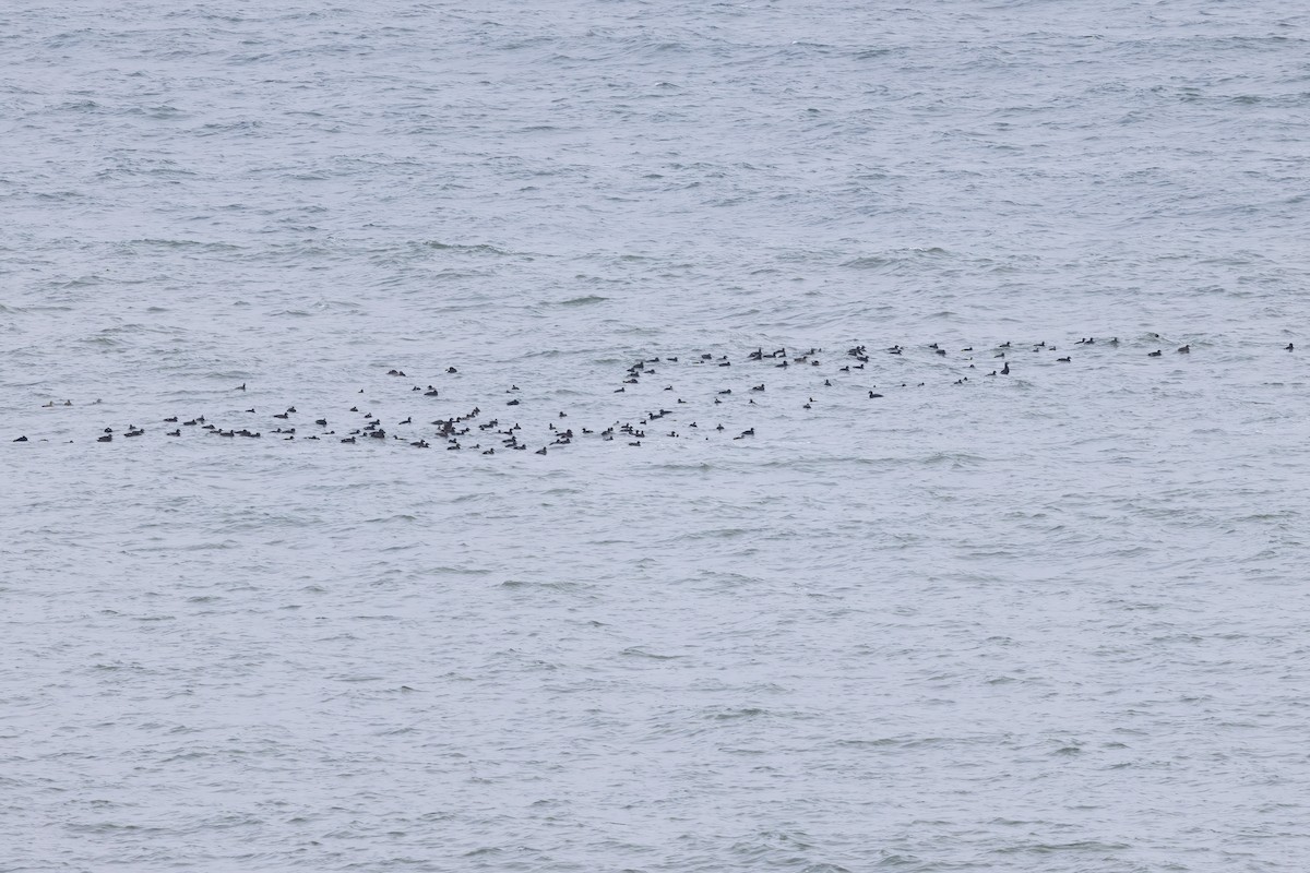 White-winged Scoter - ML610696051