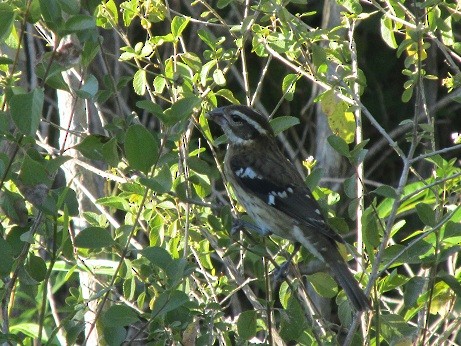 Rose-breasted Grosbeak - Carlos Hernández Peraza