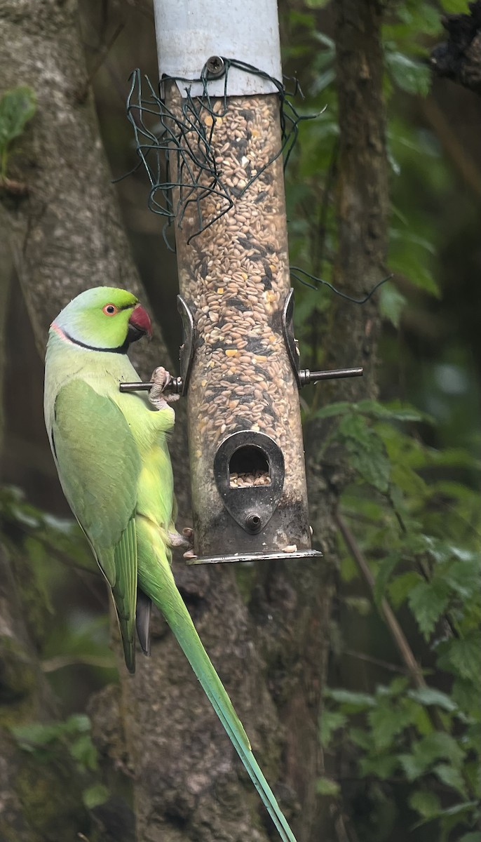 Rose-ringed Parakeet - ML610696197