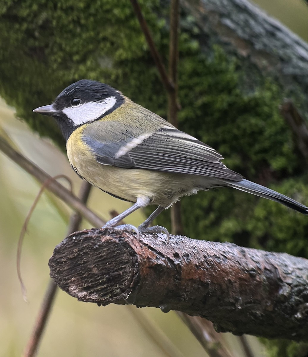 Great Tit - Tom Parkinson