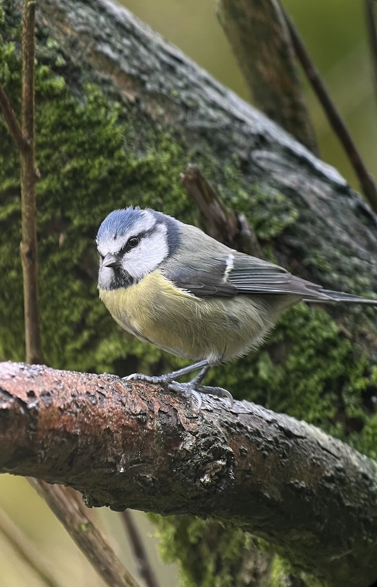 Eurasian Blue Tit - ML610696222