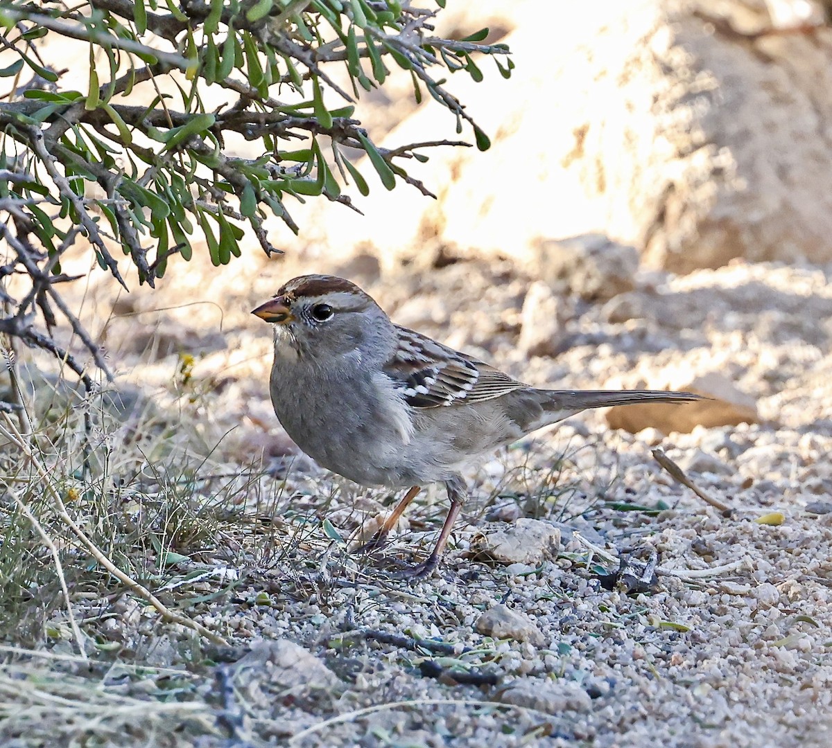 White-crowned Sparrow - Jocelin Hackathorn