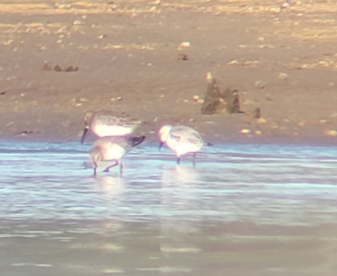 Bécasseau sanderling - ML610696250