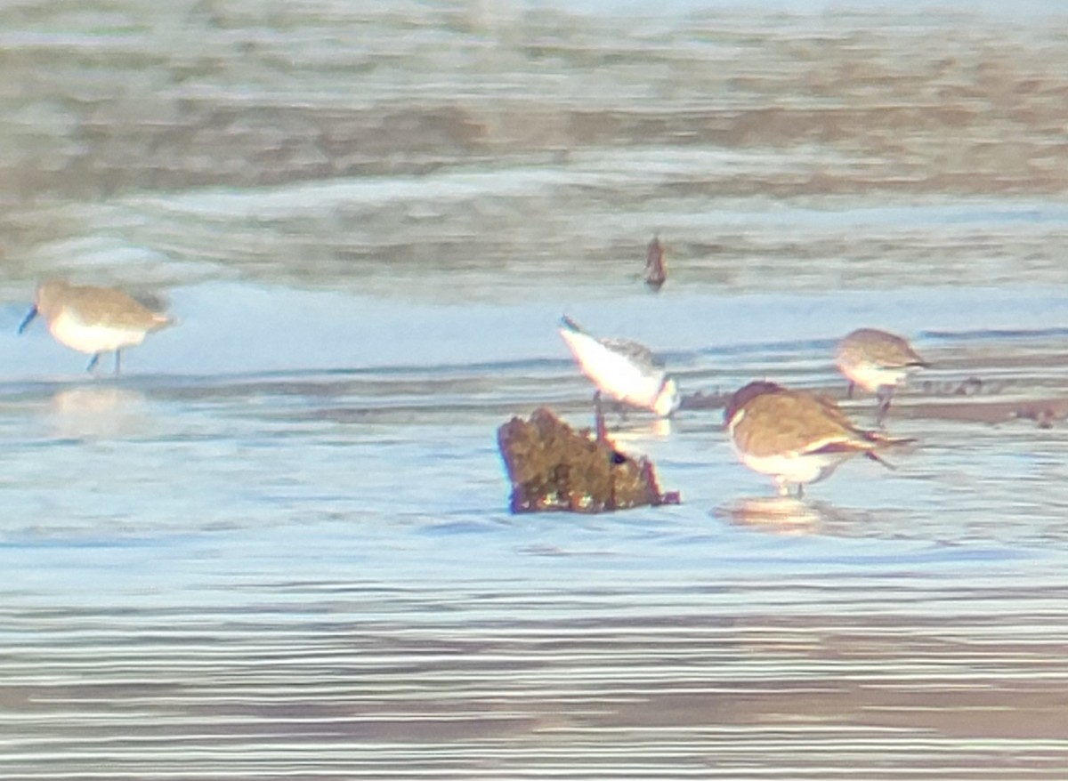 Bécasseau sanderling - ML610696251