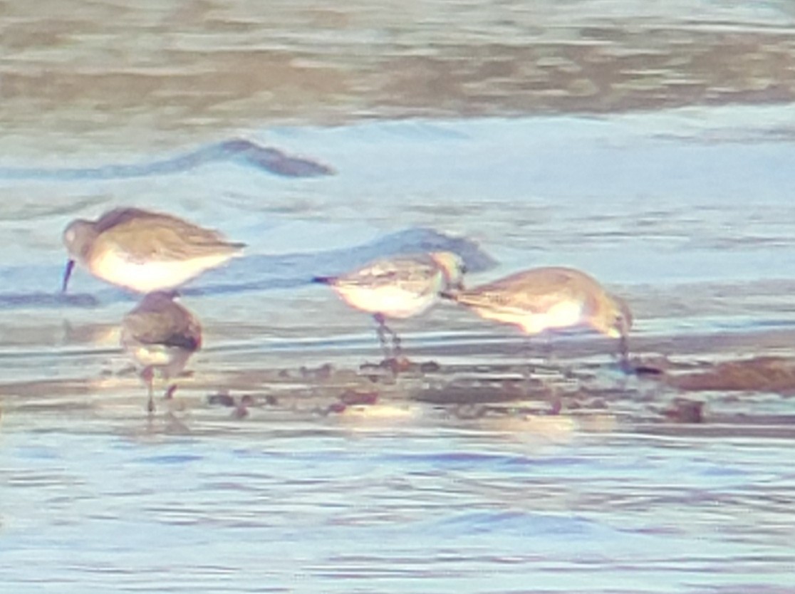 Bécasseau sanderling - ML610696252