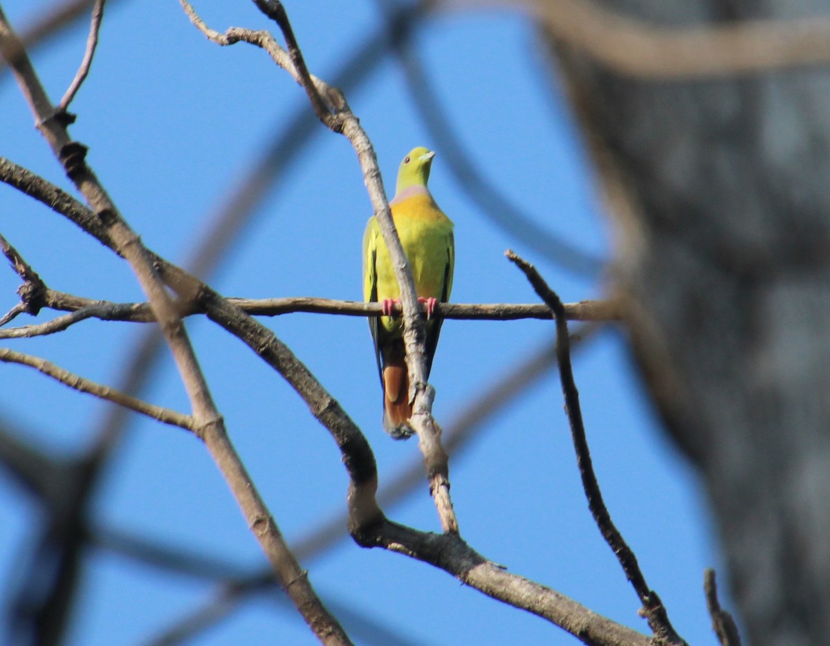 Orange-breasted Green-Pigeon - ML610696270