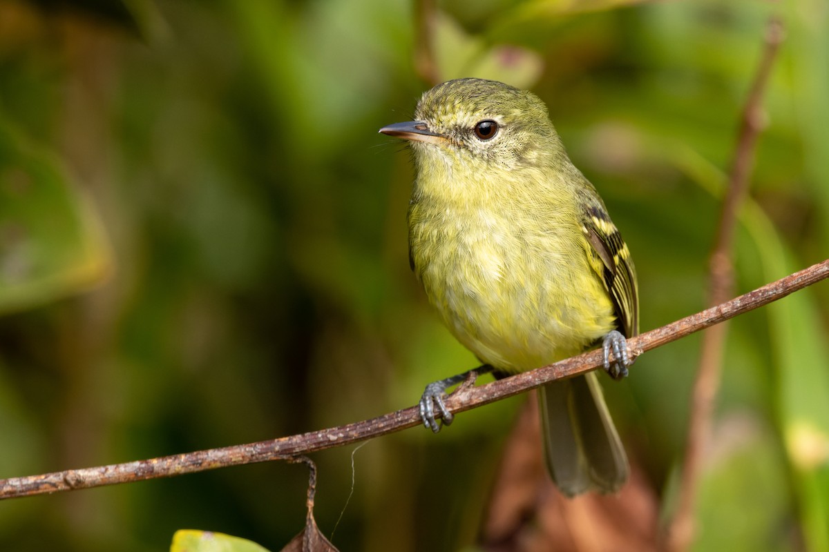 Restinga Tyrannulet - ML610696394