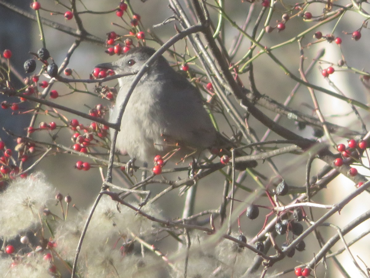 Pájaro Gato Gris - ML610696423