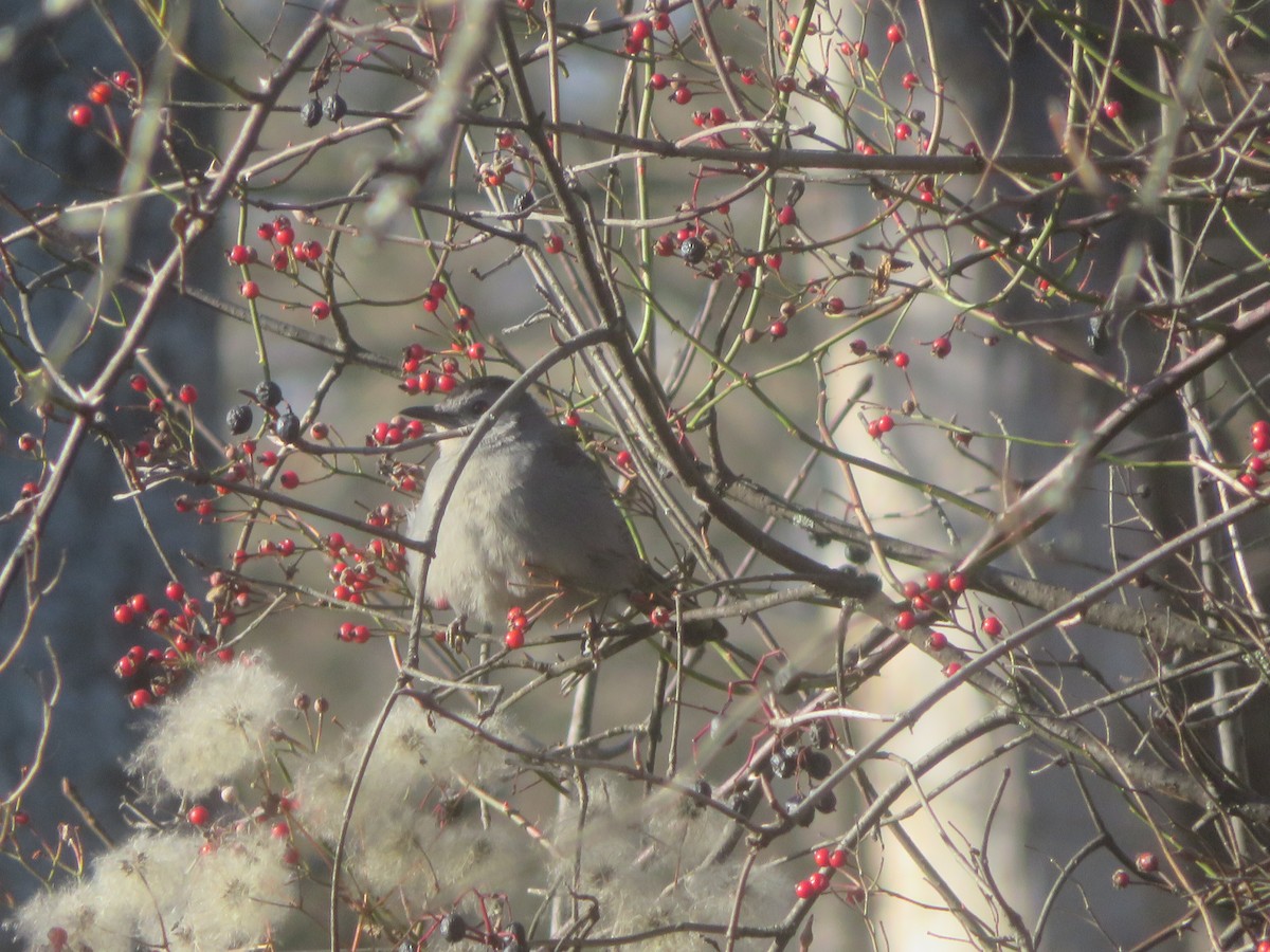 Gray Catbird - ML610696424