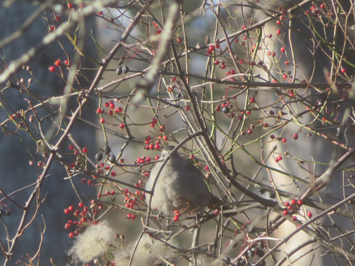 Gray Catbird - ML610696425