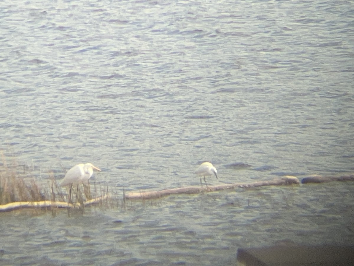 volavka bělostná - ML610696497