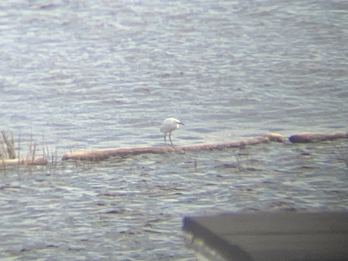 volavka bělostná - ML610696516