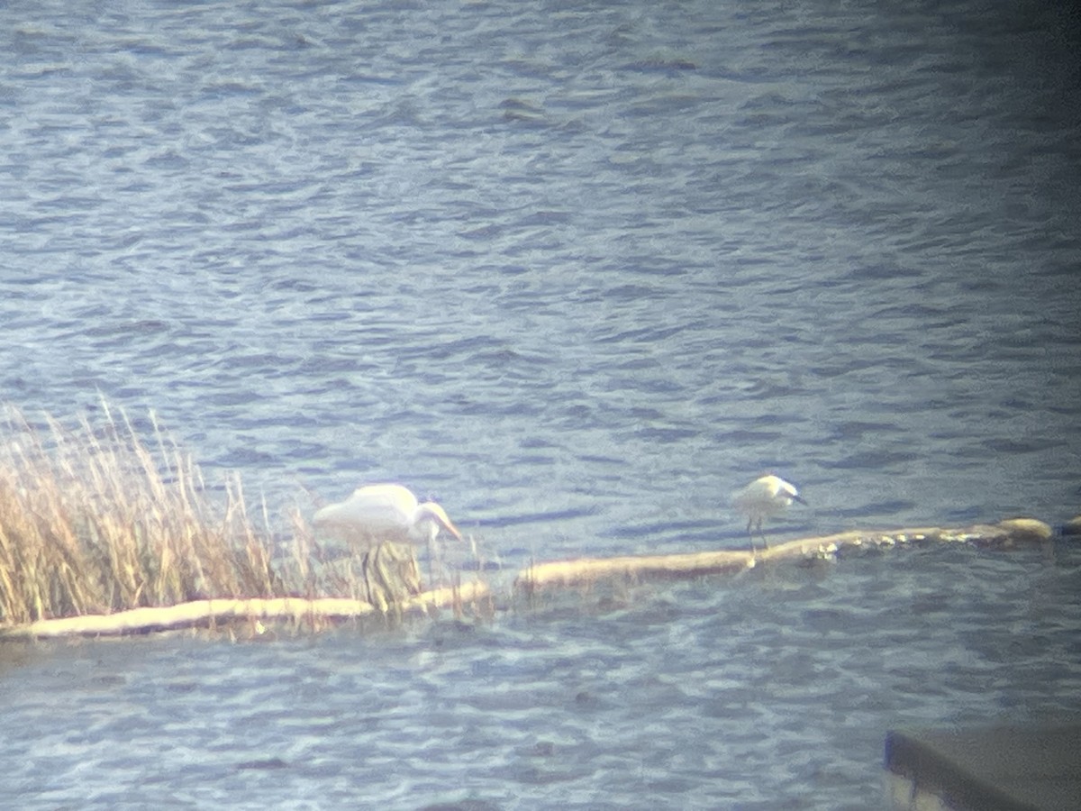 volavka bílá - ML610696526