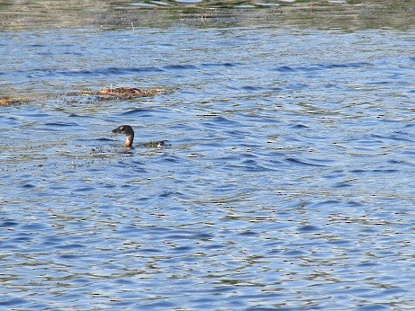 Txilinporta mokolodia - ML610696531