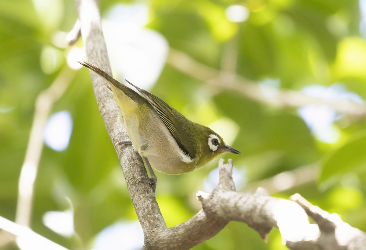 Green-backed White-eye - ML610696607